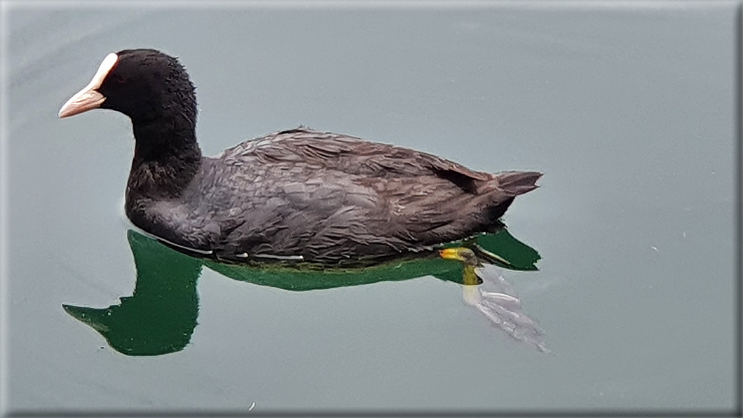 foto Lago di Lases